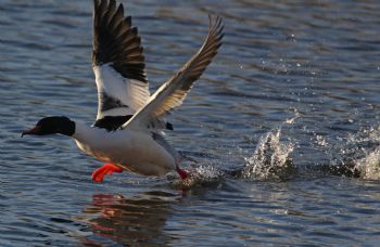 EA337946, Eastpress, Porvoo, Finland